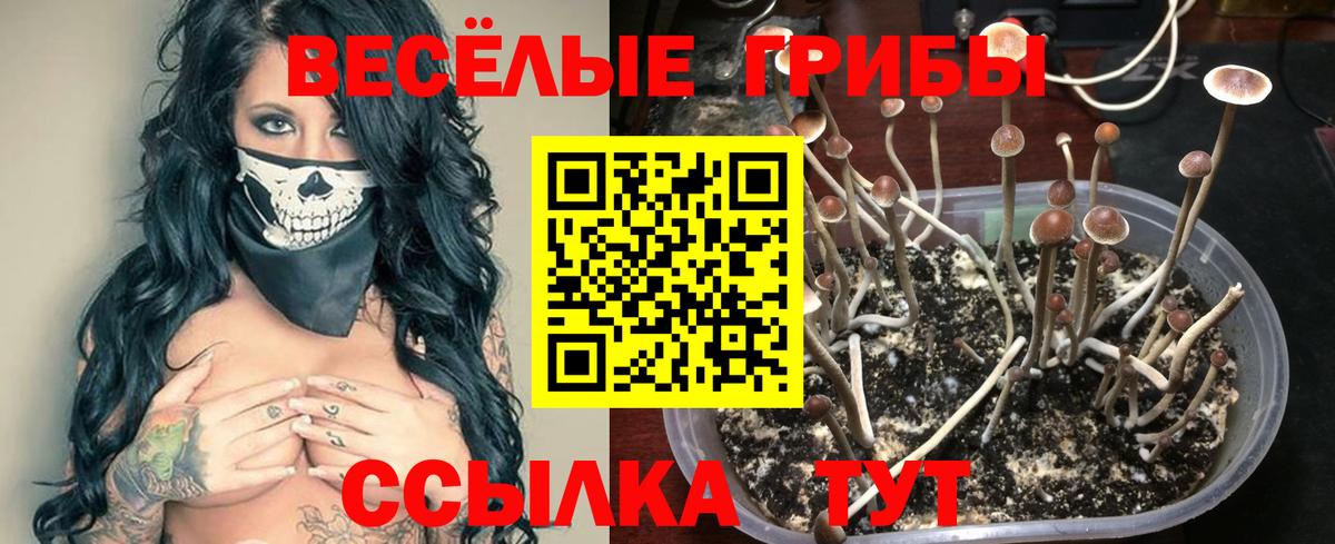 Малоярославец  Псилоцибиновые грибы Psilocybe  Псилоцибиновые грибы прущие грибы  Вход с VPN 